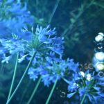 アガパンサスをオールドレンズで撮ってみた