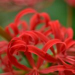 彼岸花が咲く頃