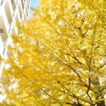 会社近所の銀杏を見に行きました。