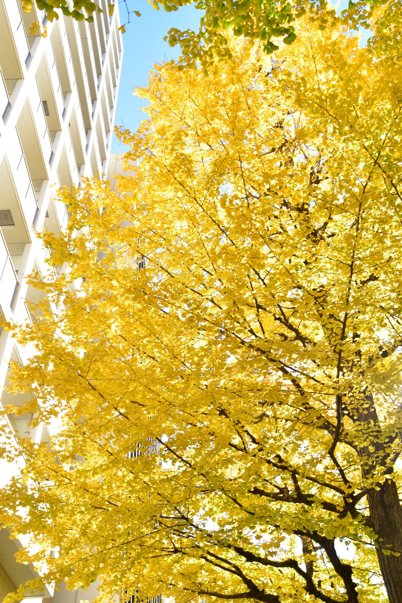 会社近所の銀杏を見に行きました。