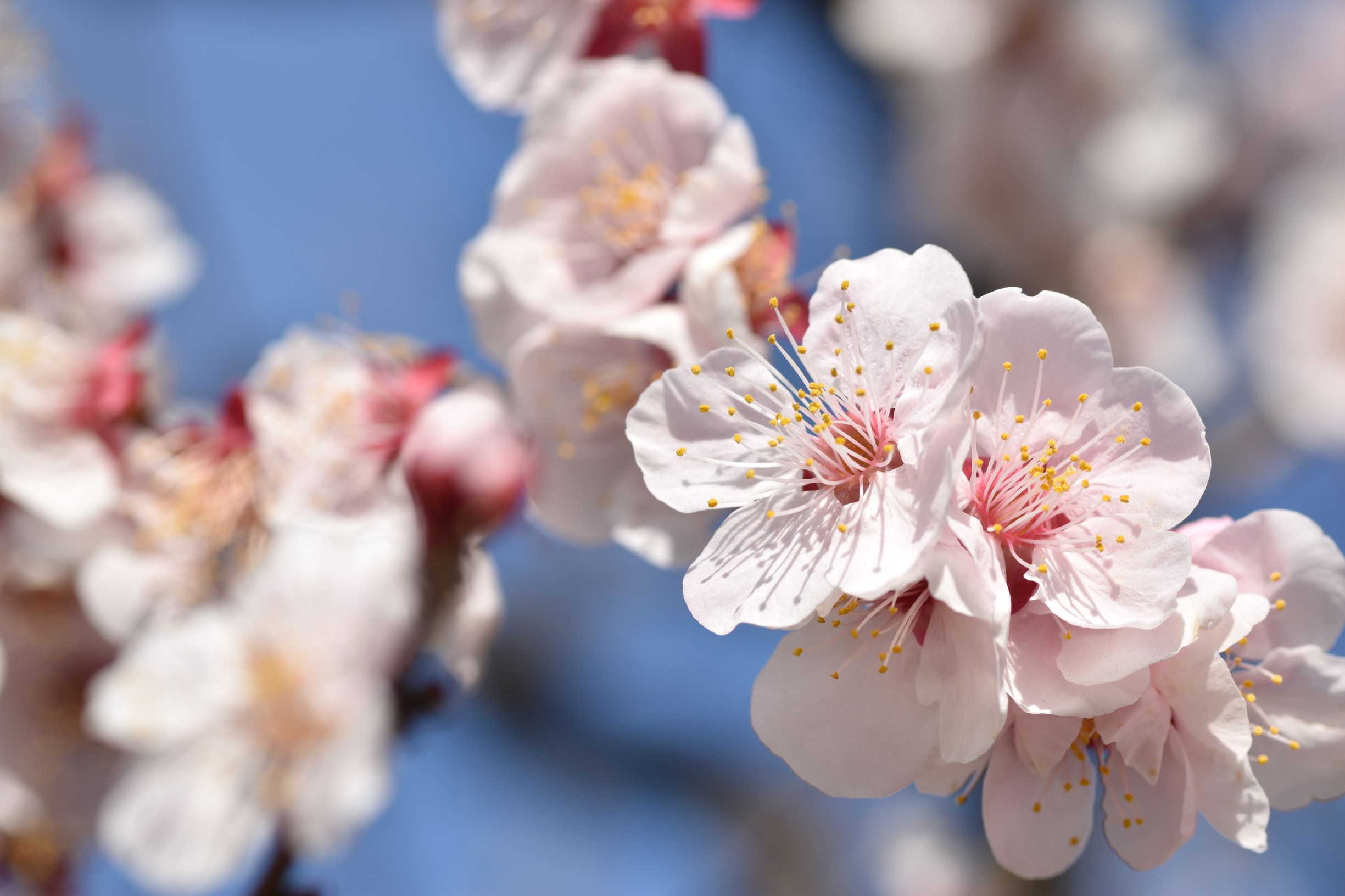 年末年始休業のお知らせ