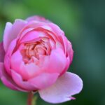 光が丘のバラ園へ行ってきました