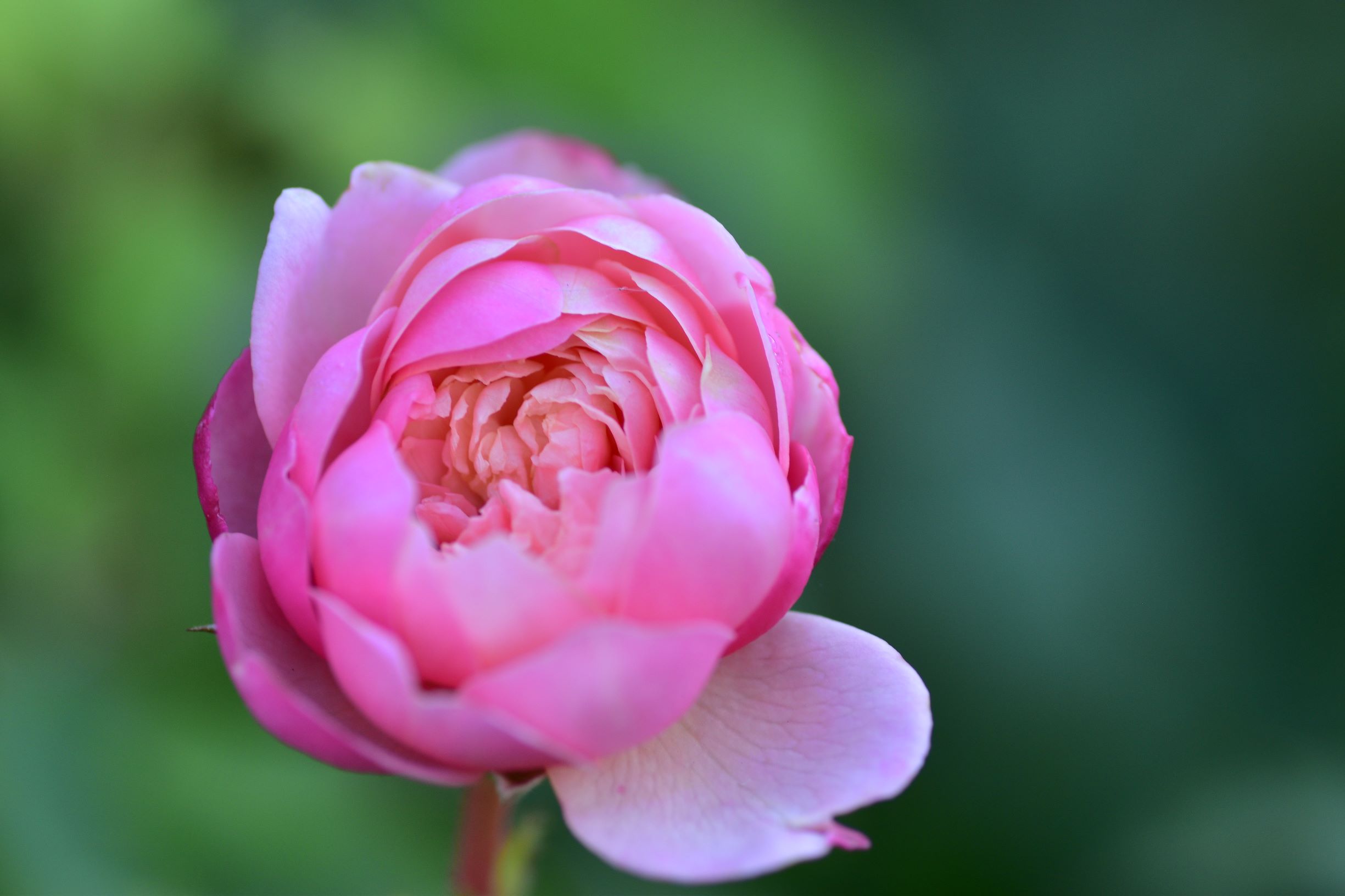 光が丘のバラ園へ行ってきました 光が丘のバラ園へ行ってきました