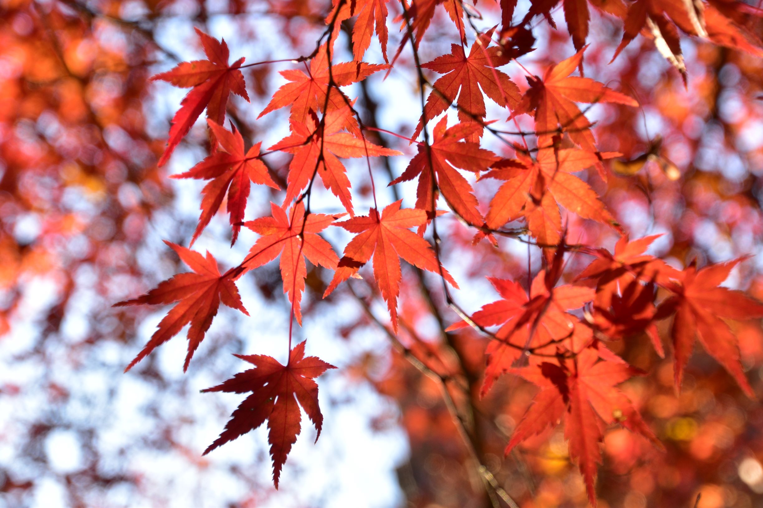 殿ヶ谷戸庭園の紅葉を見に行きました。