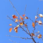 近所の公園で秋を探してみた