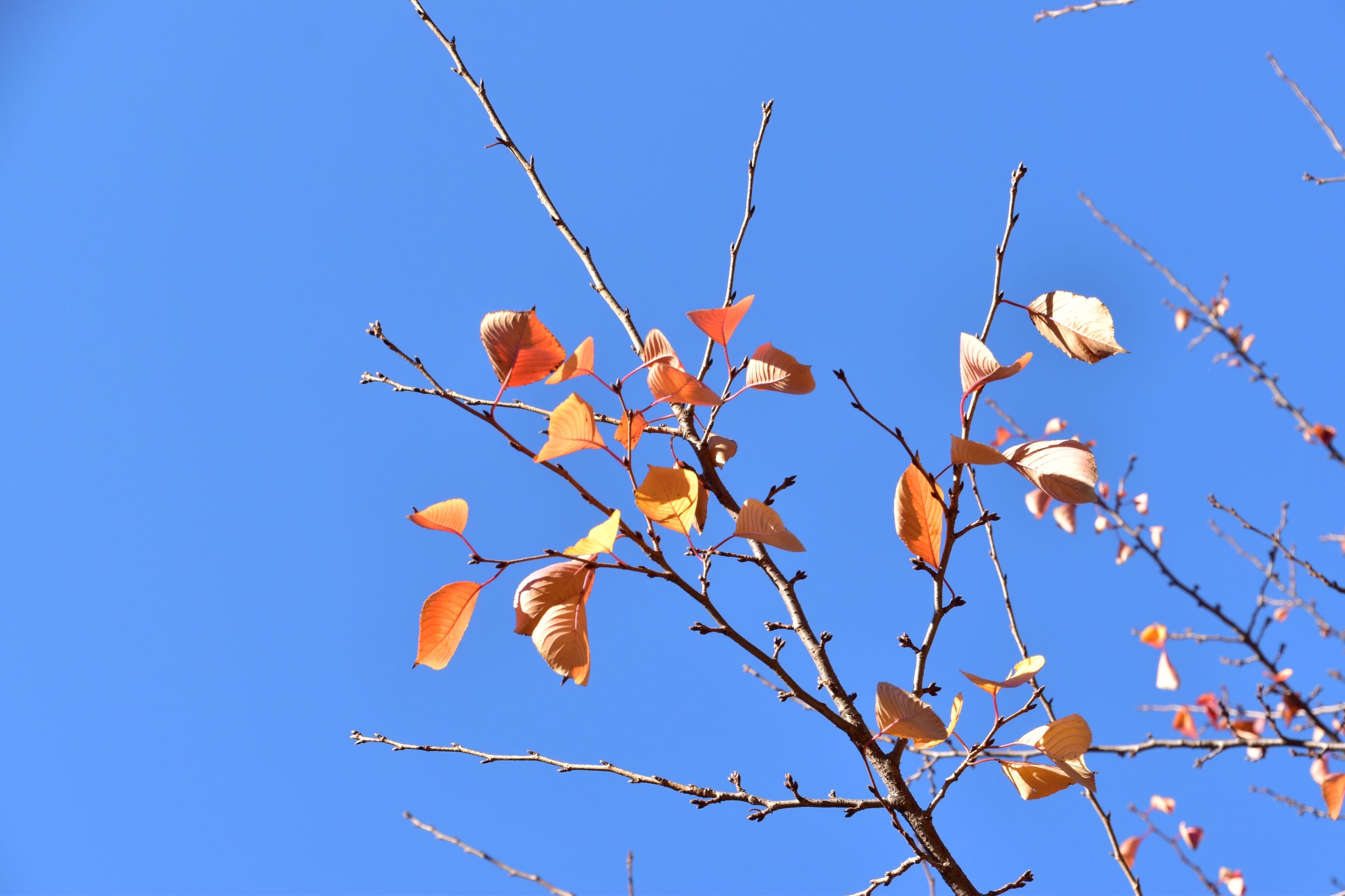 近所の公園で秋を探してみた 近所の公園で秋を探してみた