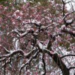 珍しく雪が降りました。