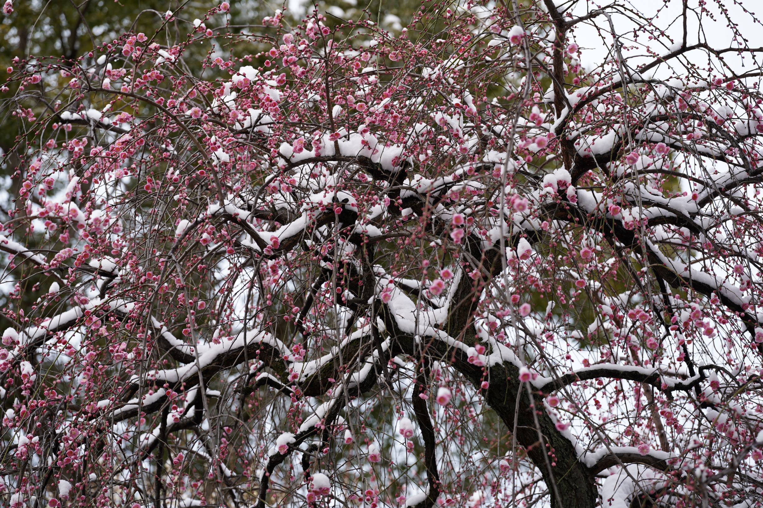 珍しく雪が降りました。