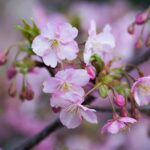 河津桜が咲き始めていました。