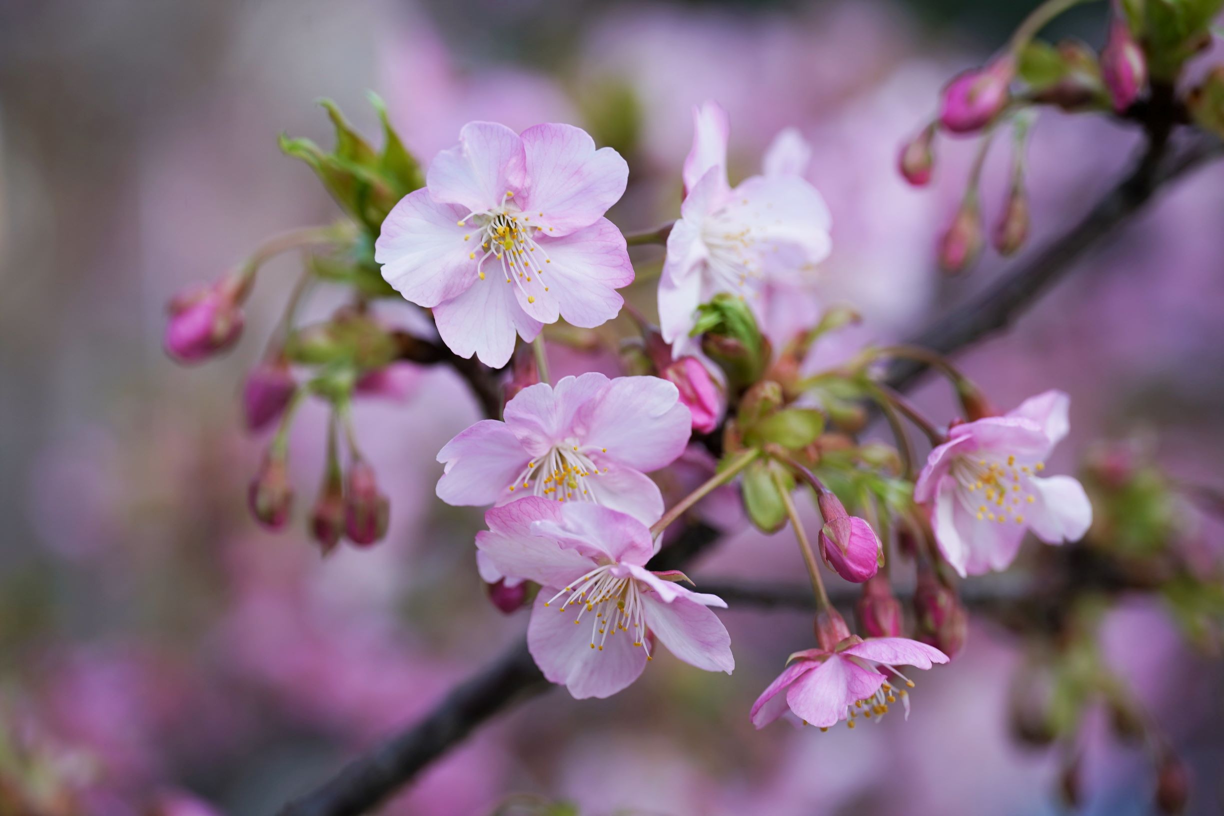 河津桜が咲き始めていました。