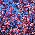 亀戸天神へ梅を見に行きました