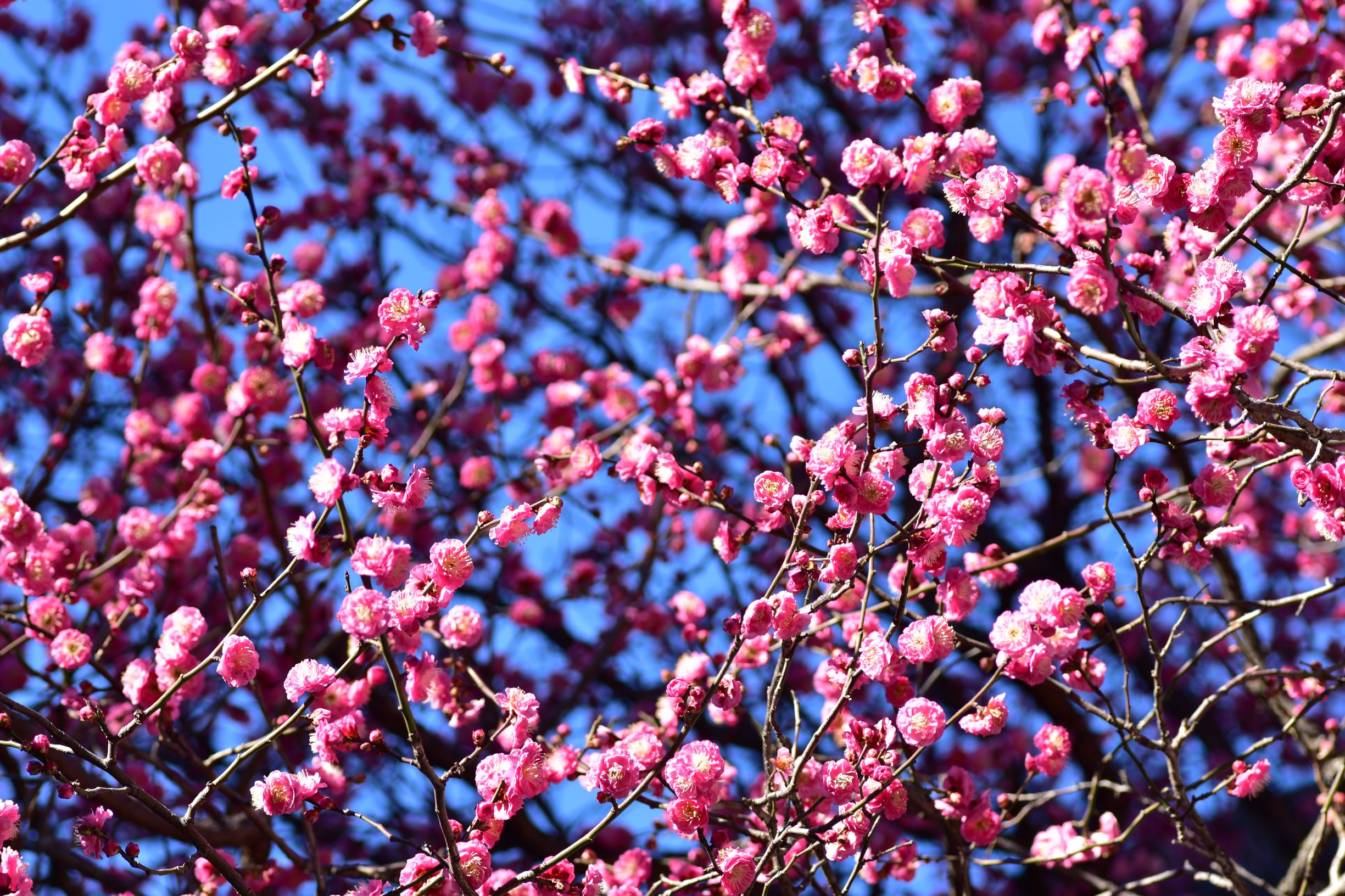 亀戸天神へ梅を見に行きました