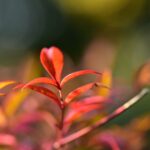 冬の木場公園です