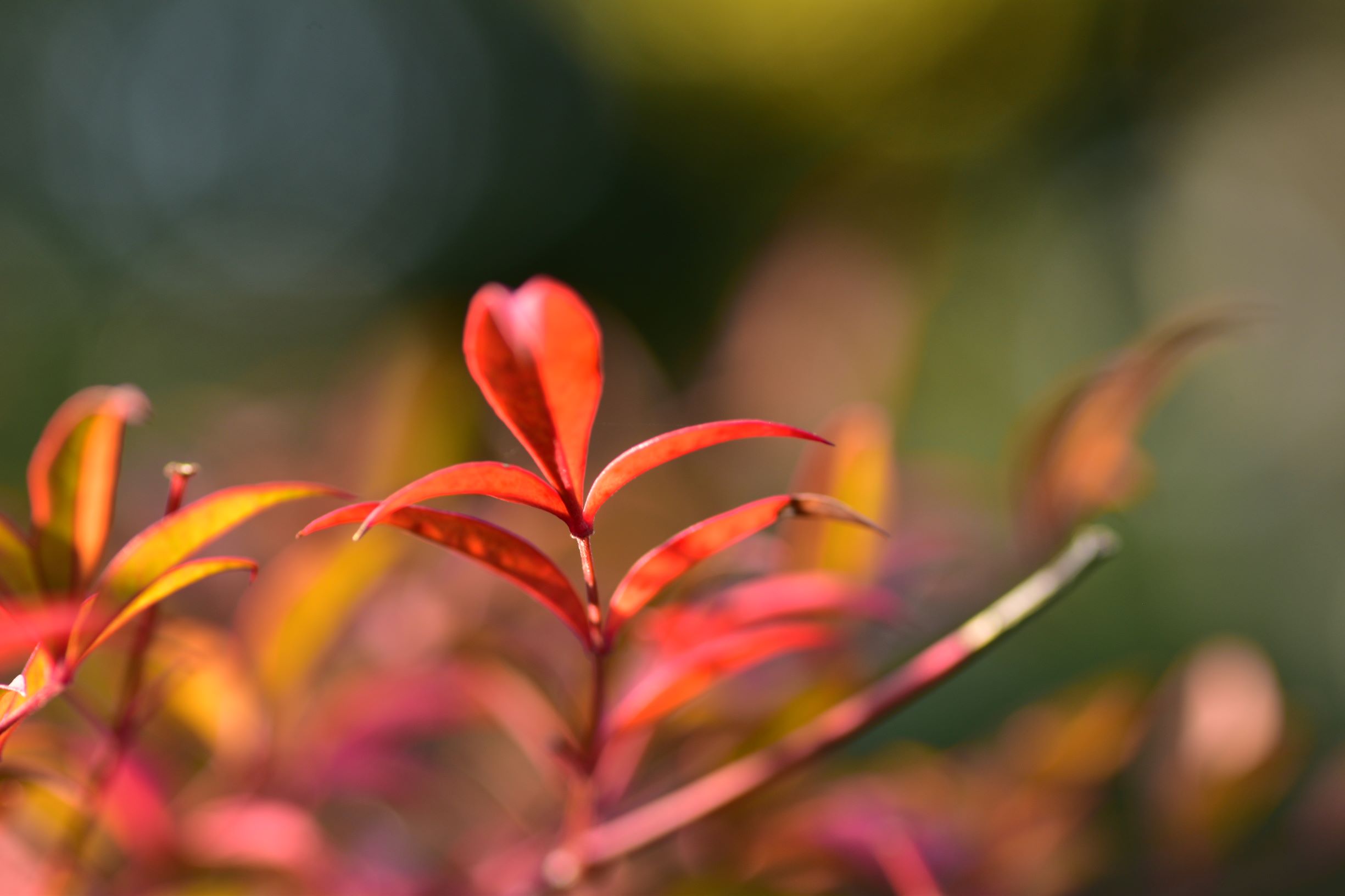 冬の木場公園です