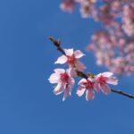 オカメザクラが咲いていました