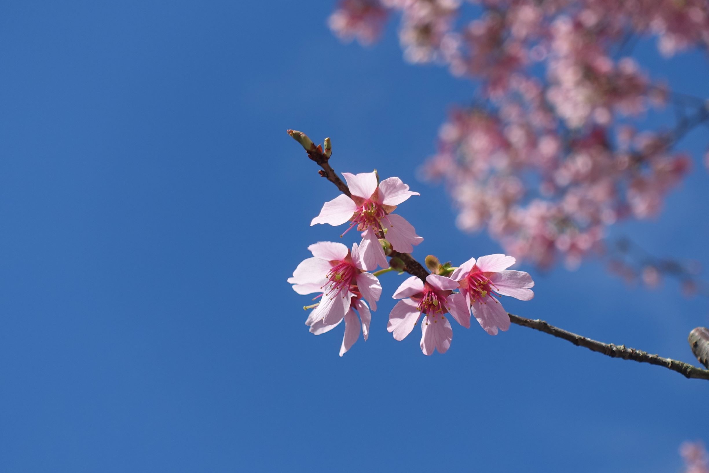 オカメザクラが咲いていました