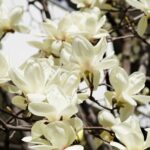 白木蓮が咲きました