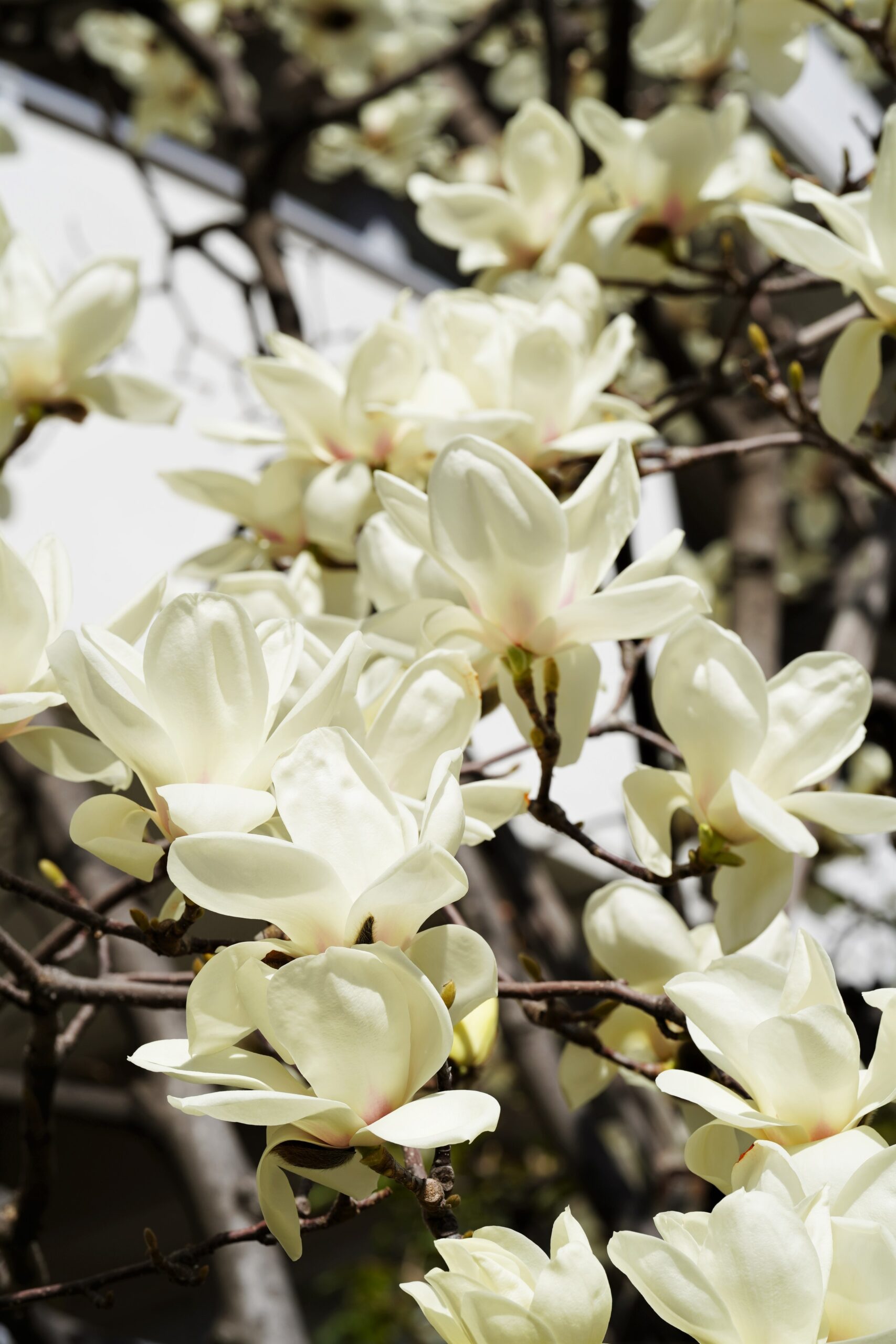 白木蓮が咲きました 白木蓮が咲きました