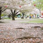 ご近所の公園を散歩しました