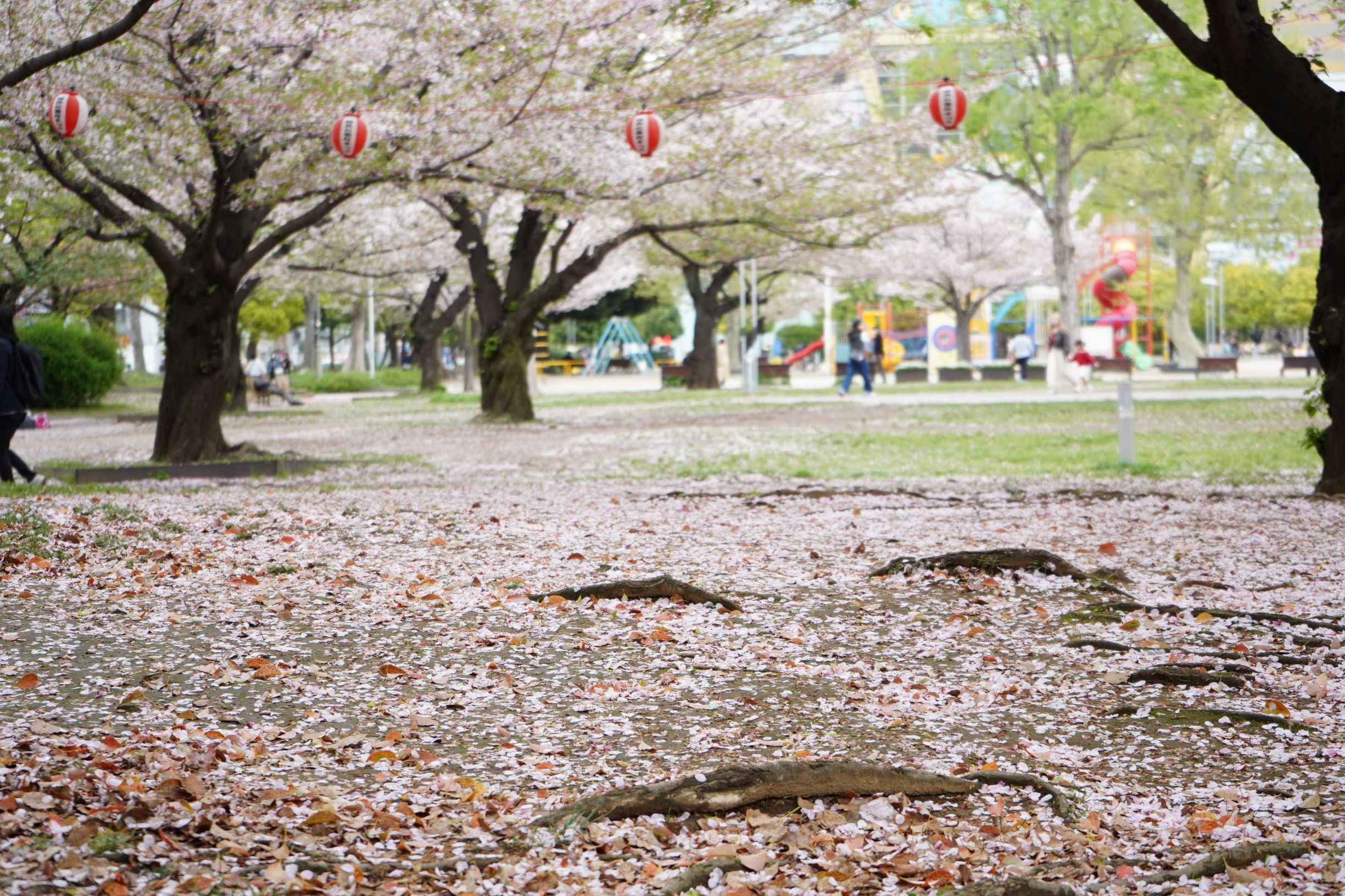ご近所の公園を散歩しました