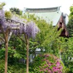 亀戸天神の藤がもう咲いたって。
