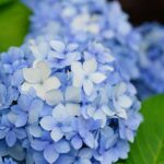 法輪寺の紫陽花と風鈴