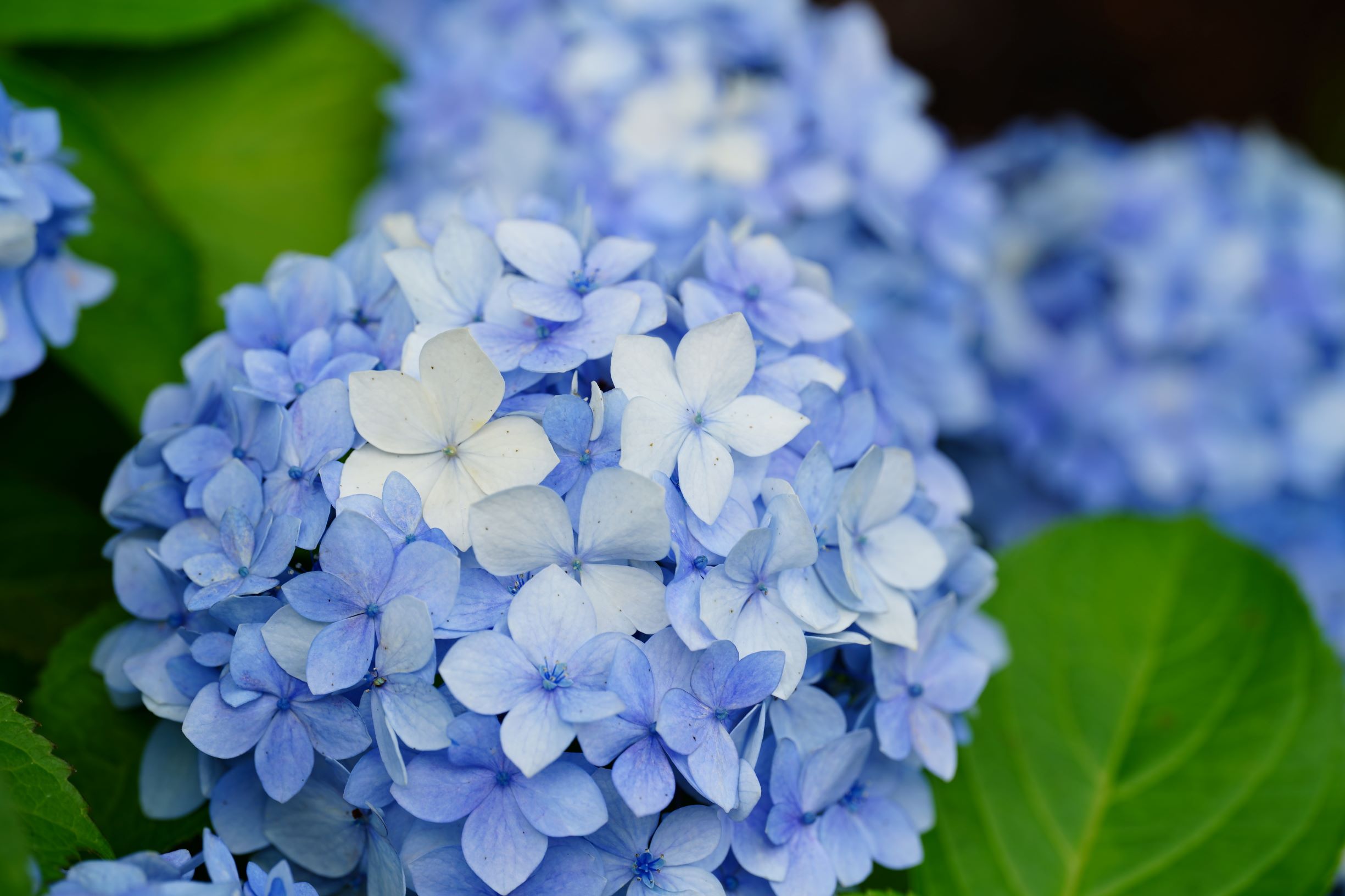 法輪寺の紫陽花と風鈴