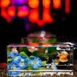 銀座三越へ金魚を見に行きました。